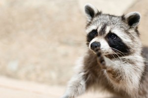 Is this little critter making your chimney its home? That's not good -- not good for the animals, and definitely not good for you any your home. Keep them out with a chimney cap.