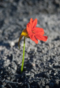 Red flower blooming in the midst of ashes